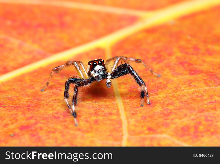 A spider (Epeus Alboguttatus) crawling on orange leaf.