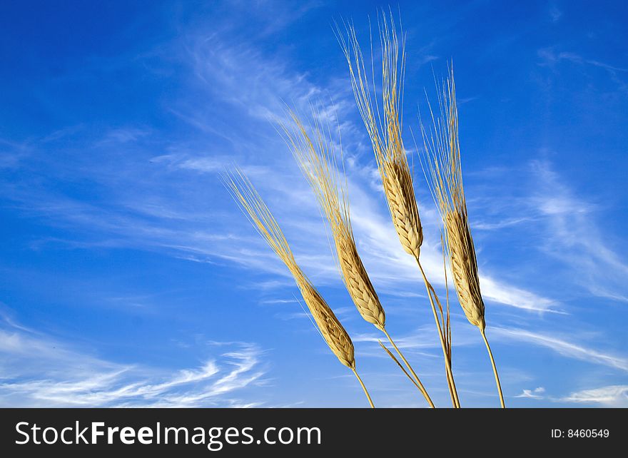 Wheats close-up over blue sky back background