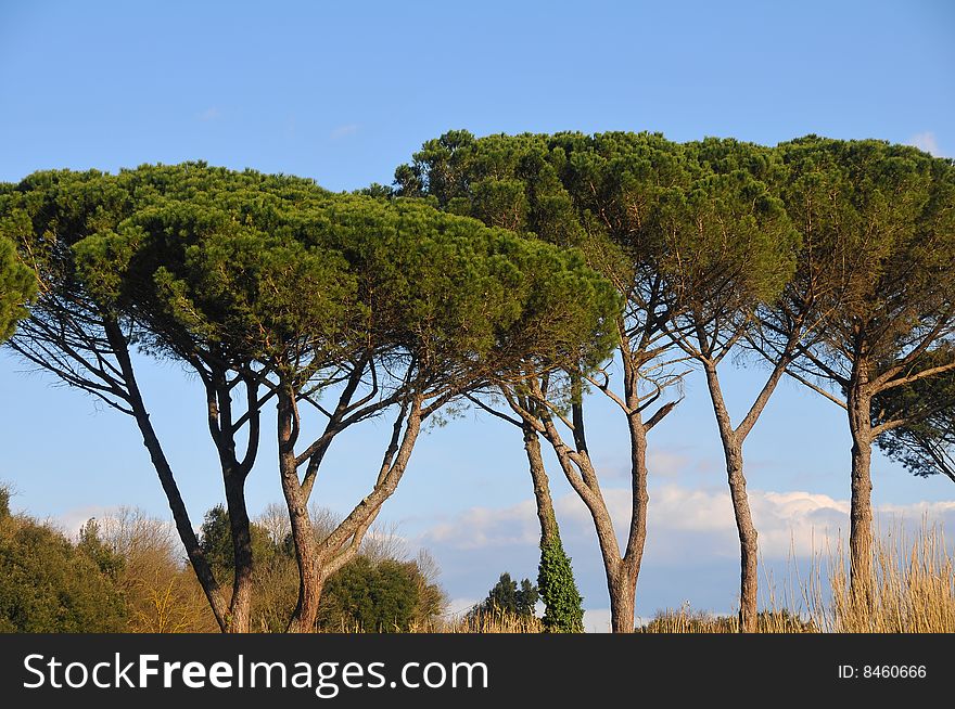 Beautiful central italy countryside with typical Aged roman pines