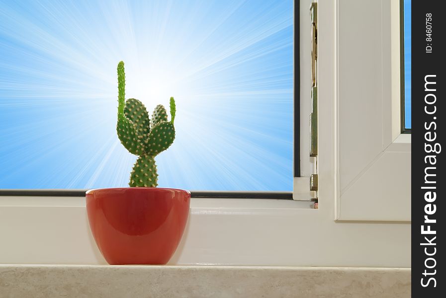 Opuntia cactus on  sunlight background.