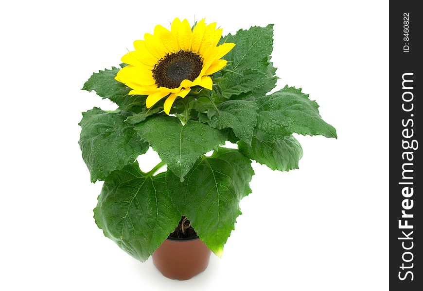 Sunflower Isolated On White Background