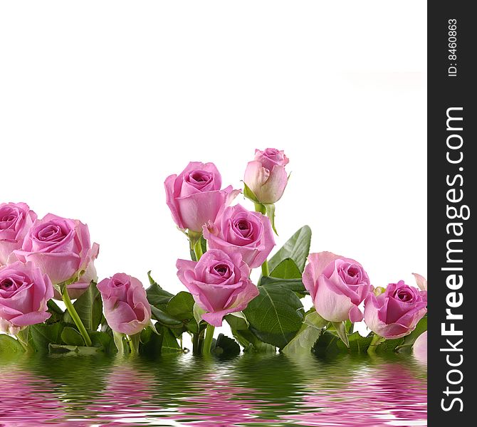 Bunch of pink roses with reflection