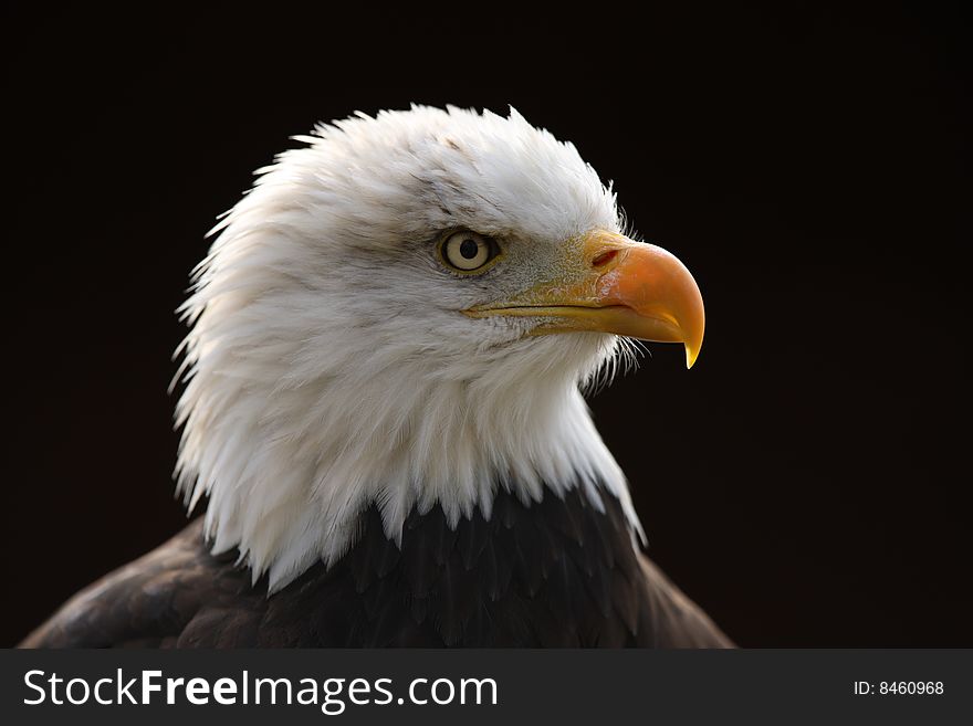 Portrait of a Male Bald Eagle