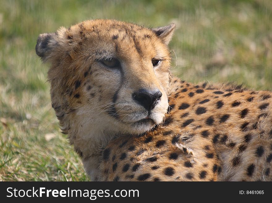 Cheetah laying in the lush green grass watching with big brown eyes