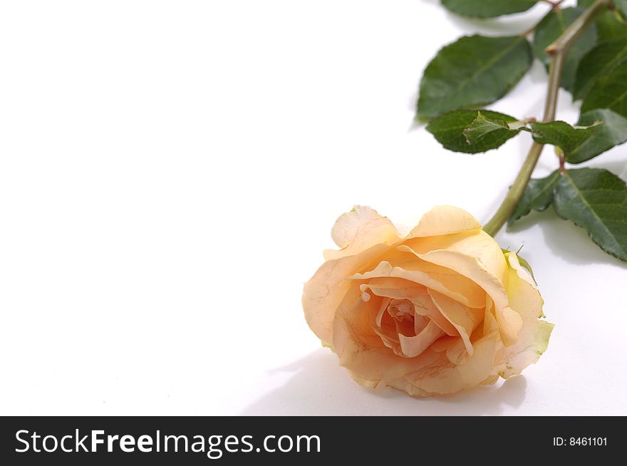 Close up of the rose petals