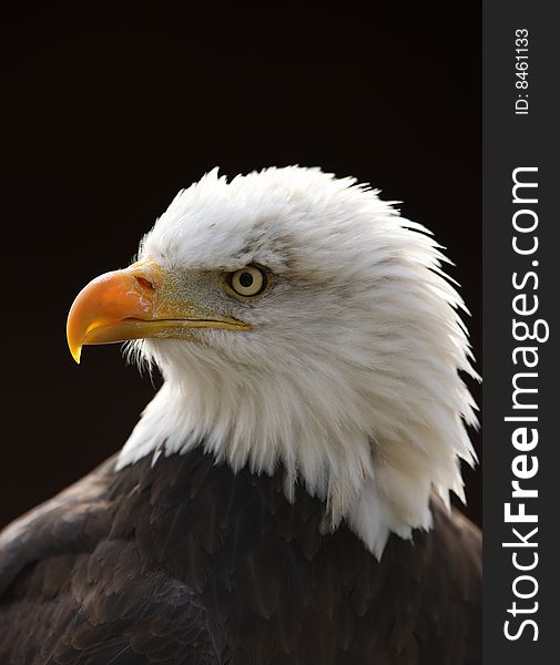 Portrait of a Male Bald Eagle