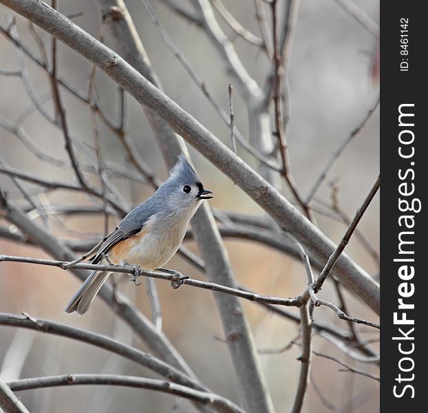 Tufted titmouse perched on a tree branch