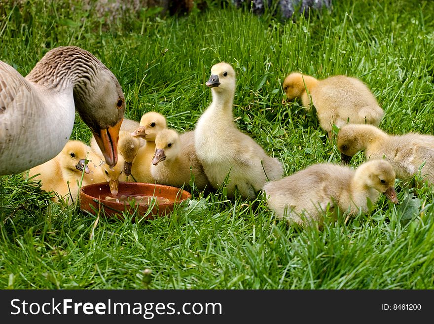 Mother goose with small yellow baby goose