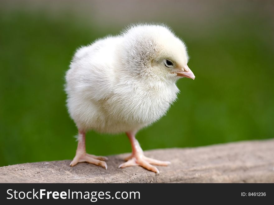 Isolated single white chicken over green background. Isolated single white chicken over green background