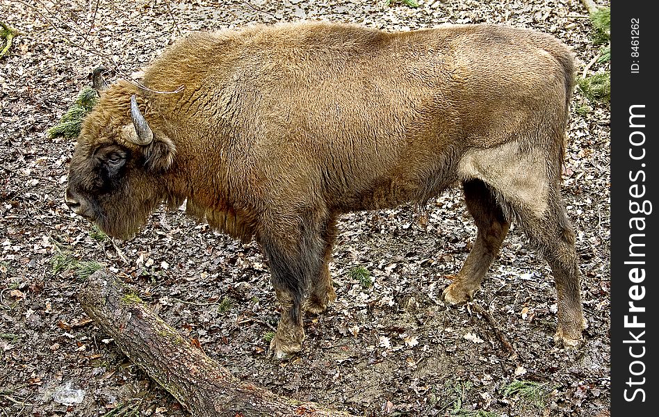 Portrait of young male bison. Portrait of young male bison