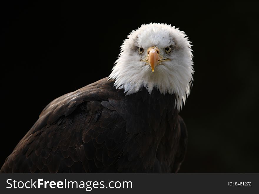 Portrait of a Male Bald Eagle