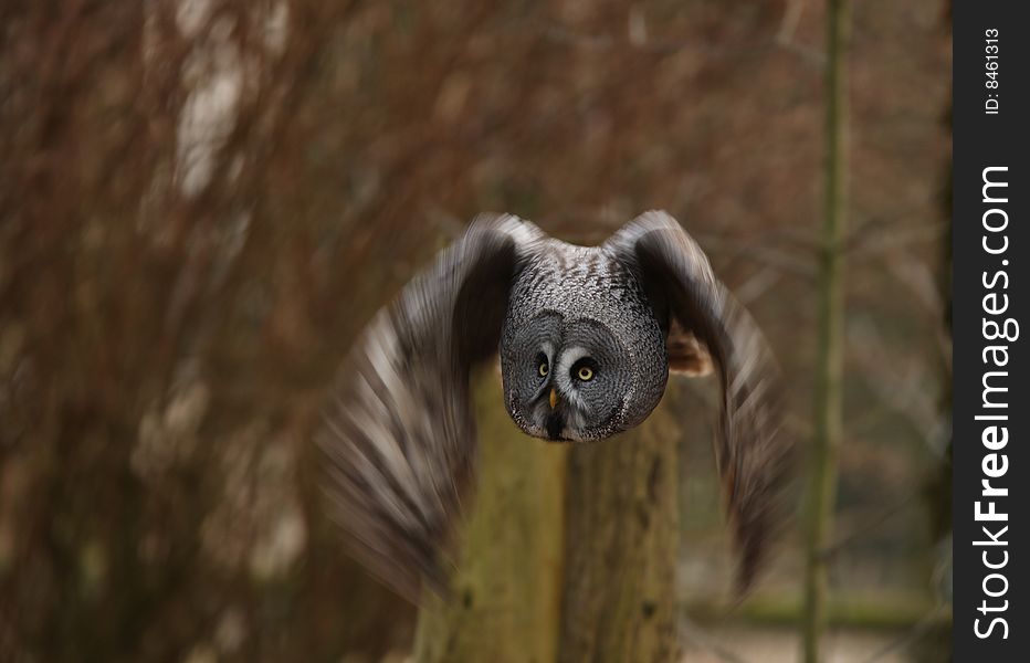 Great Grey Owl in flight