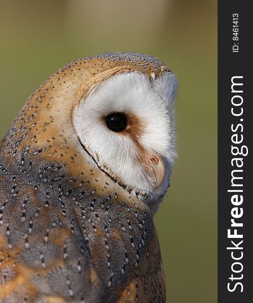 Portrait of a Barn Owl