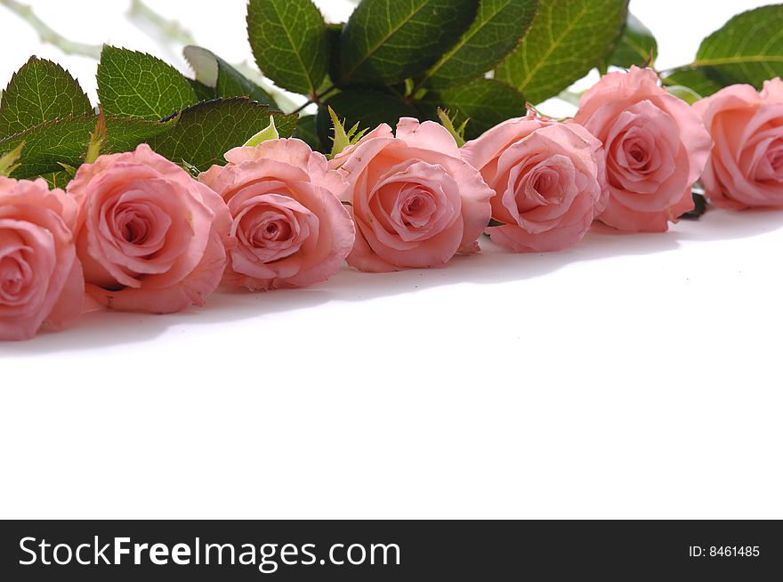 Bunch of pink roses on white