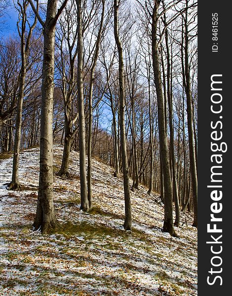 Mountain forest during winter