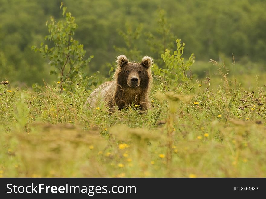 Brown Bear (Ursus Arctos Jeniseensis)