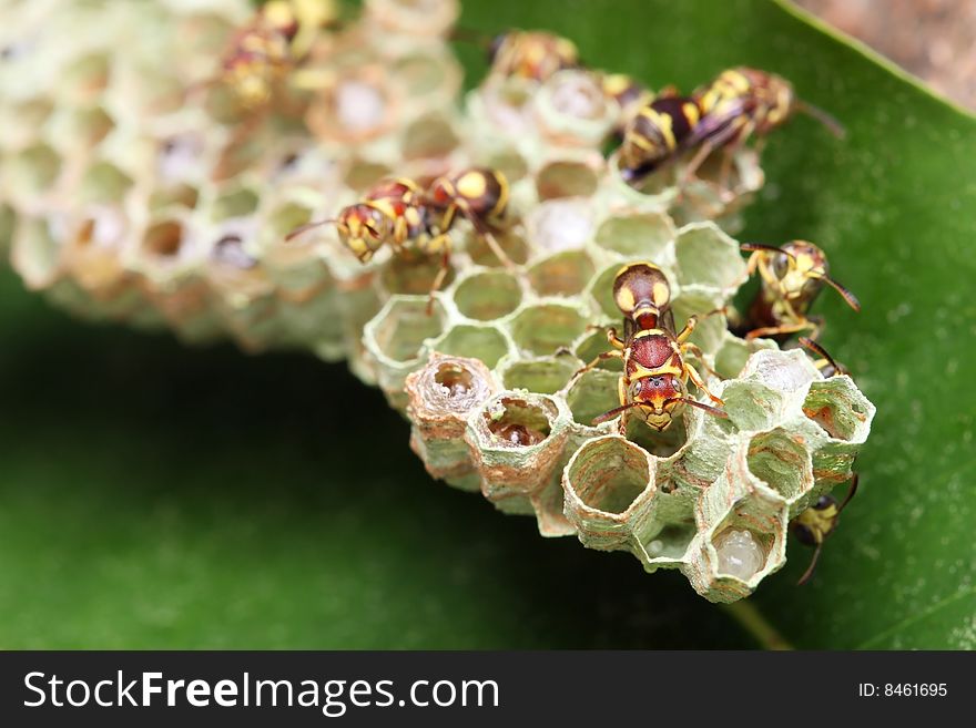 Wasps on Nest