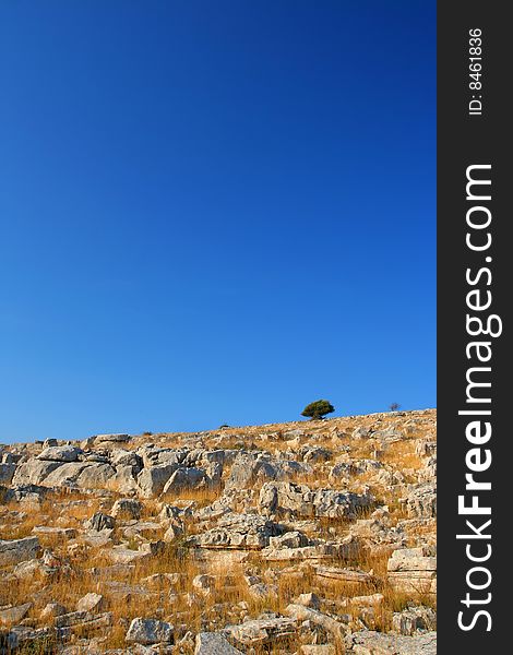 Single tree on island hill, south Croatia