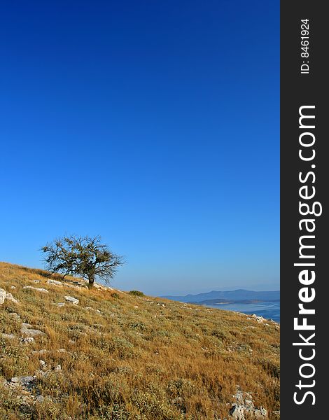 Single tree on island hill, Croatia