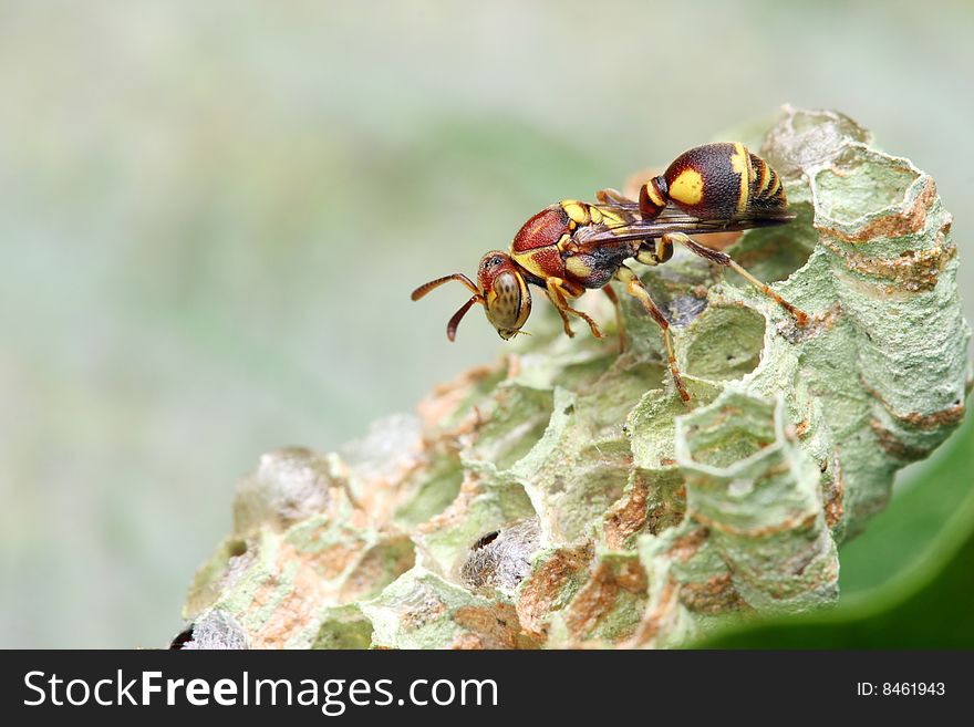 A wasp crawling on the nest over green leaf. A wasp crawling on the nest over green leaf.
