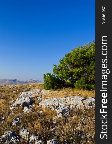 Bush on island hill, south Croatia. Bush on island hill, south Croatia