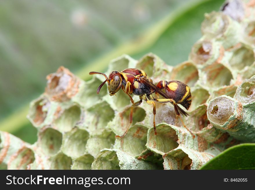 A wasp crawling on the nest over green leaf. A wasp crawling on the nest over green leaf.