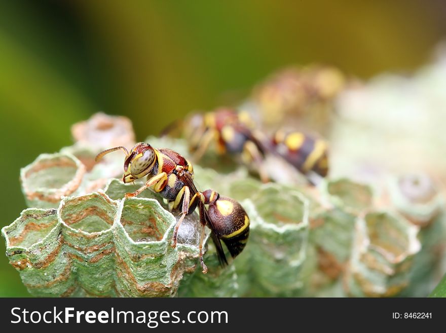 Wasp on Nest