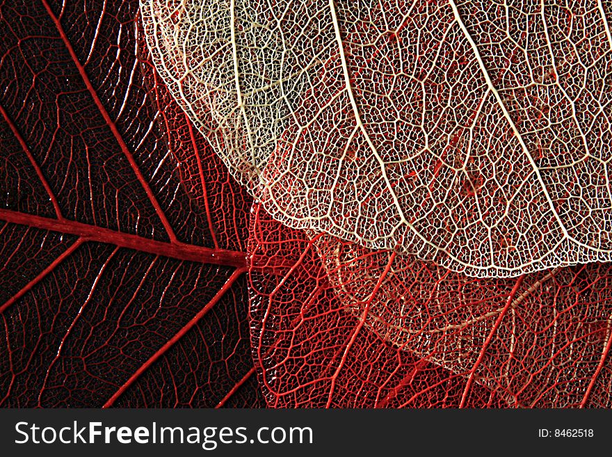 Colored leaves with  fragile structure