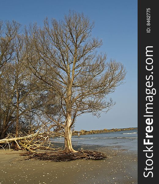 A tree with it's roots exposed along the shoreline on a small island in the Georgetown River in South Carolina. A tree with it's roots exposed along the shoreline on a small island in the Georgetown River in South Carolina.