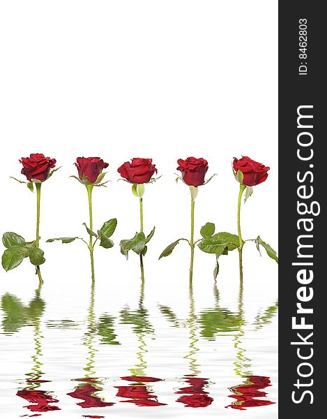 Five long stem red roses with reflection