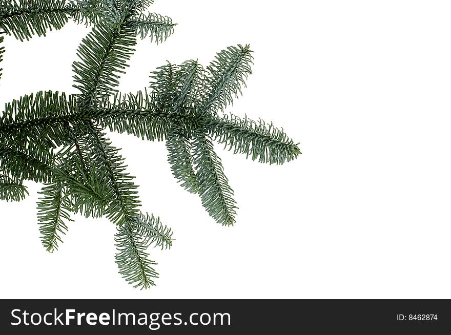 Fresh green fir branches isolated on white