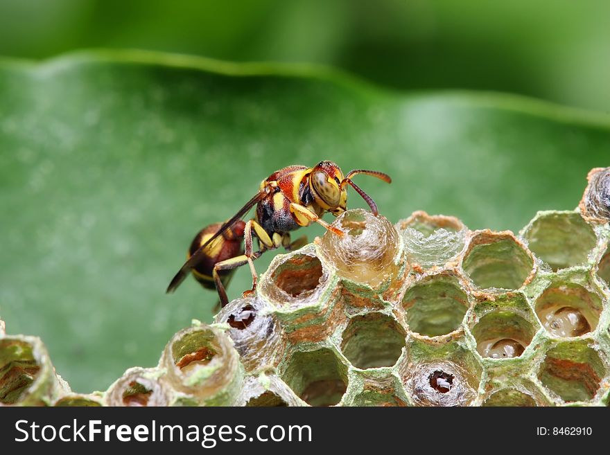 Wasp On Nest