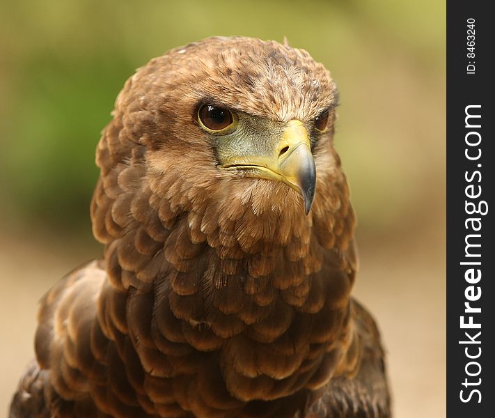 Portrait og a Bateleur Eagle