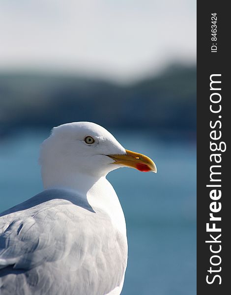 Head and shoulder detailed image of a single seagull located on the Devon coast, England UK