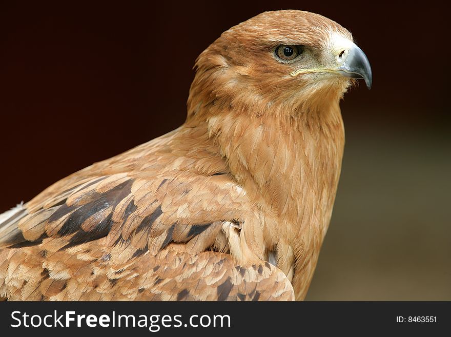 Portrait of a Tawny Eagle