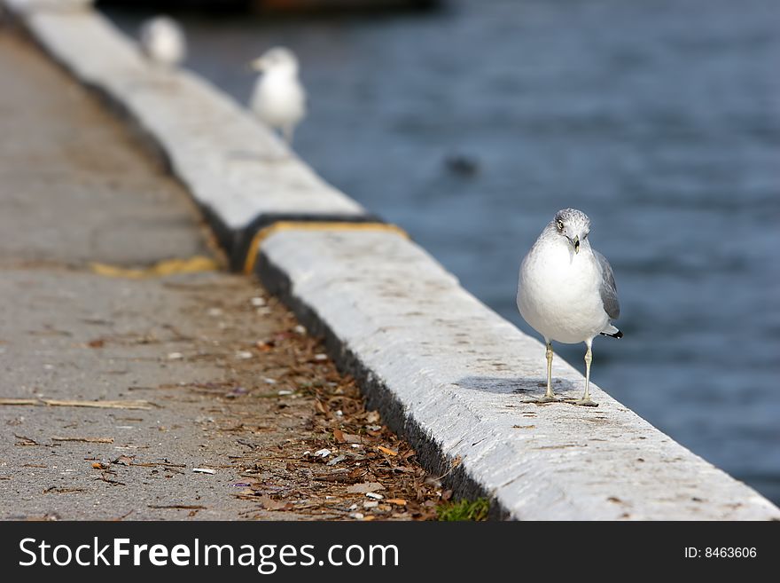 Seagull on the edge on a pier.