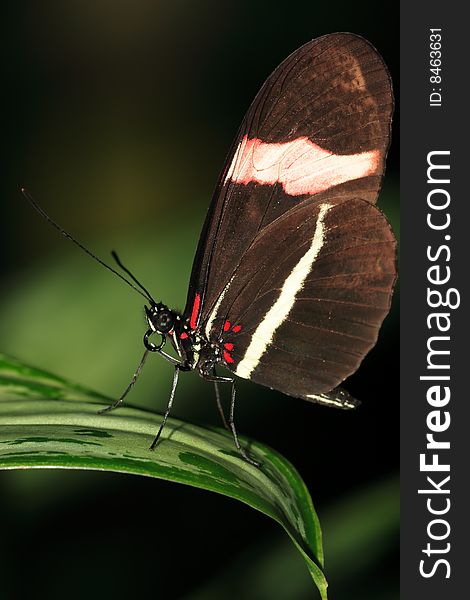 Brown, white and red butterfly on a wide leaf. Brown, white and red butterfly on a wide leaf.