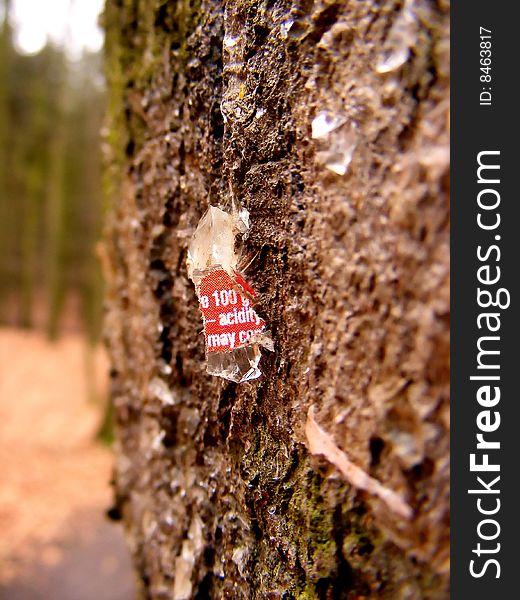 Piece of glass whit acid hit and hurt the old tree. Piece of glass whit acid hit and hurt the old tree