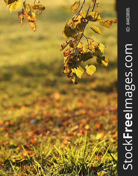 Detail of autumn leaves of lime. Detail of autumn leaves of lime