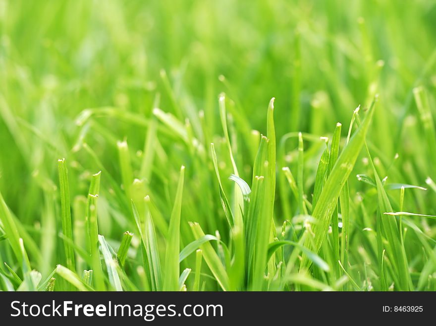 Close-up of fresh green grass. Close-up of fresh green grass