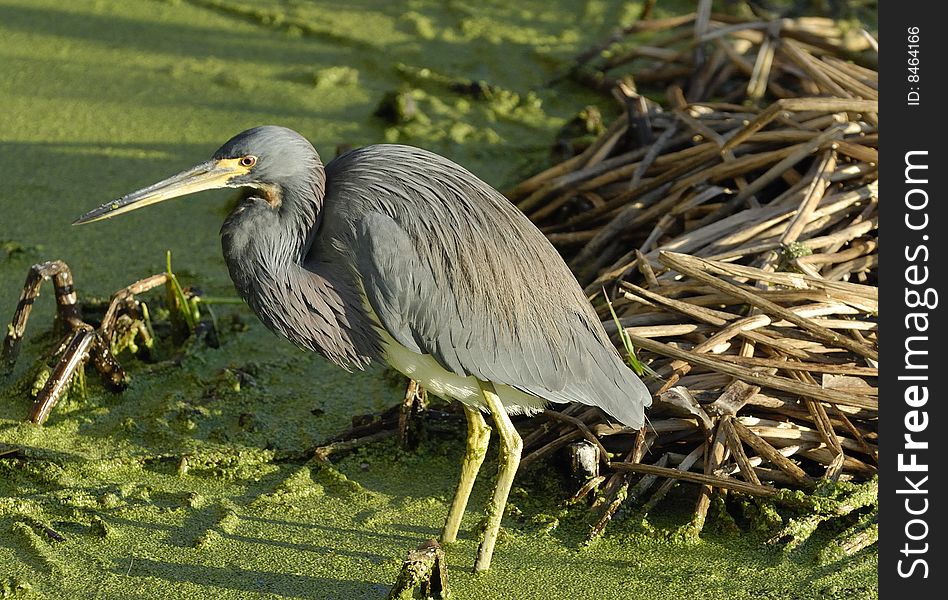 Great Blue Heron in the Florida wetlands during sunrise. Great Blue Heron in the Florida wetlands during sunrise