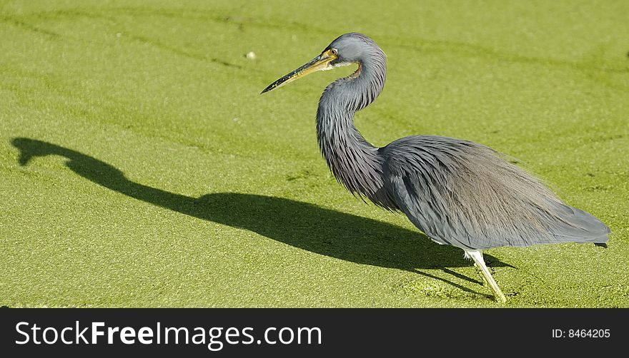 Blue heron and its shadow in the Florida wetlands during sunrise. Blue heron and its shadow in the Florida wetlands during sunrise