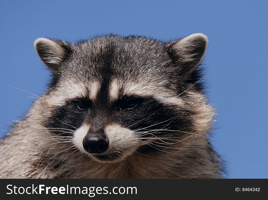 A closeup of a raccoon face on a blue sky.