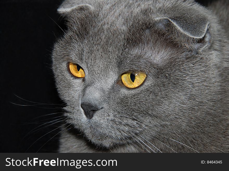 Portrait of a gray Scottish cat. Portrait of a gray Scottish cat.