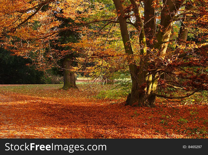 Beautiful autumn tree in buchlovice