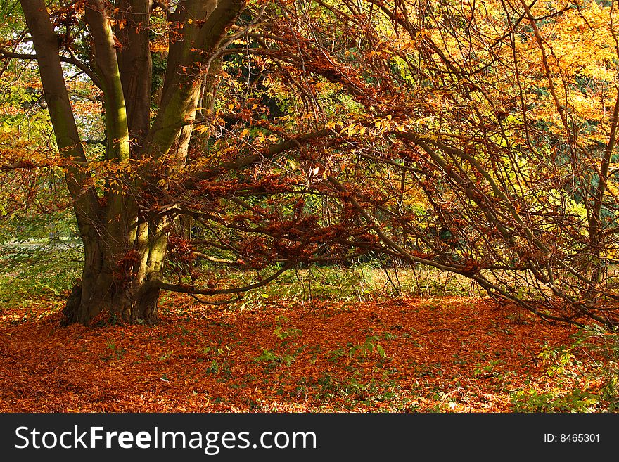 Beautiful autumn tree in buchlovice