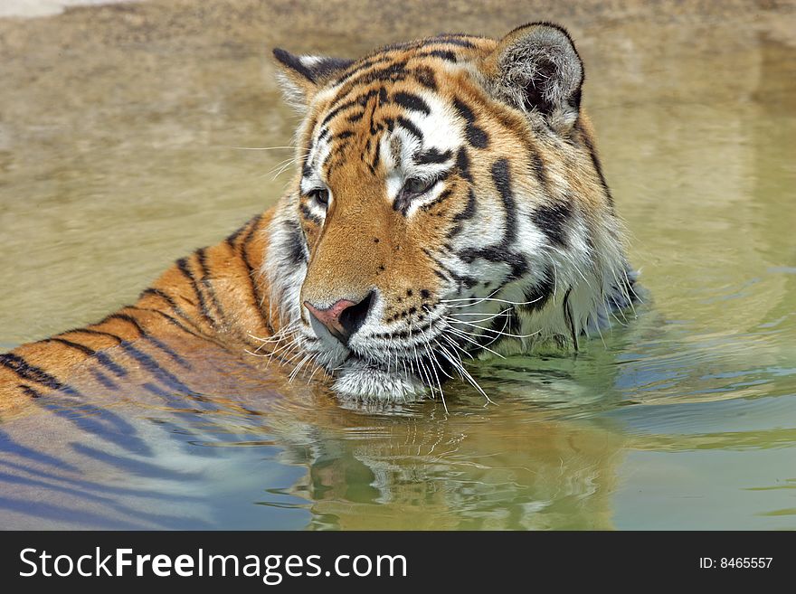 Bengal Tiger bathing in a shallow pool