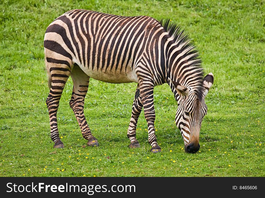 A zebra happily grazing on some grass