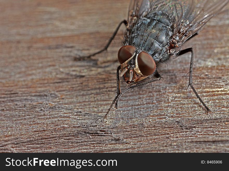 Closeup of fly on wood