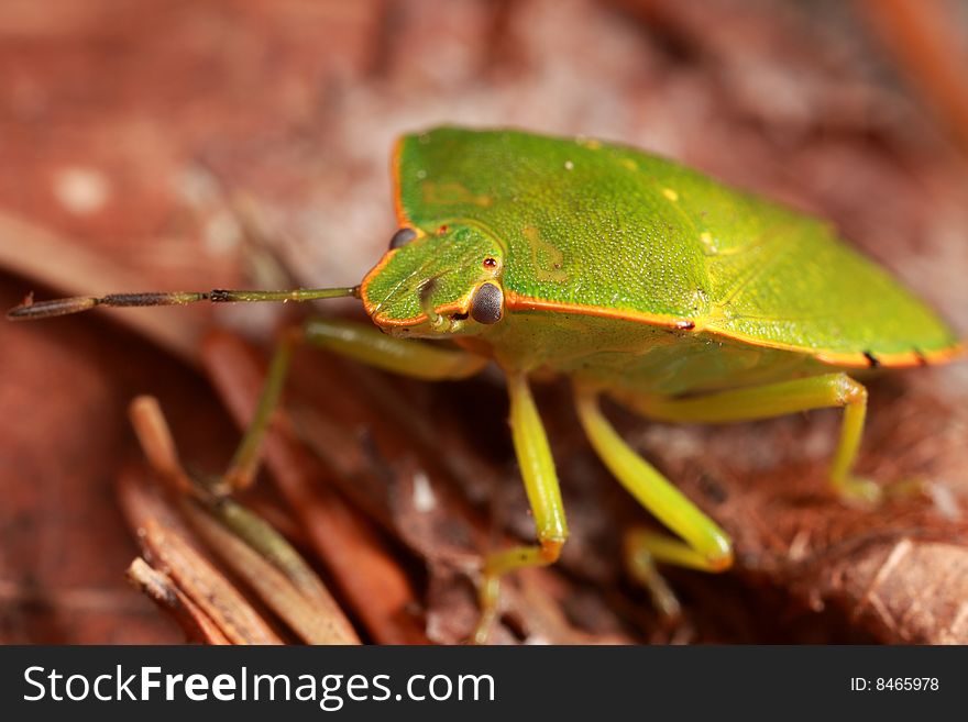 Closeup of a stink bug. Closeup of a stink bug